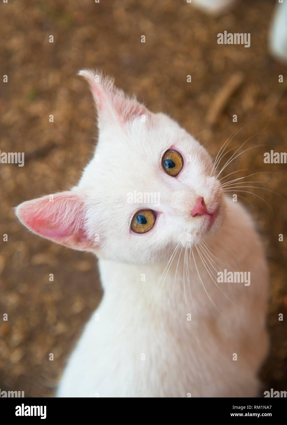 Adorable gatito blanco mirando a la cámara. Foto de stock
