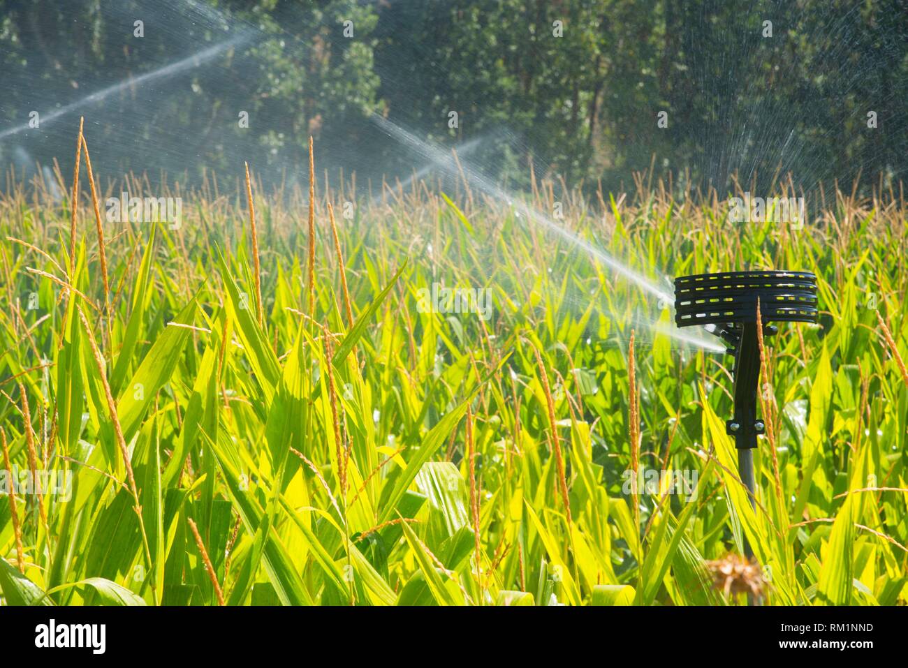 Sistema de riego en el campo de maíz. Foto de stock