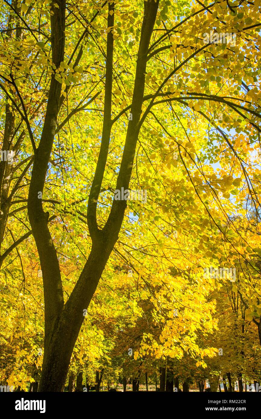 Los árboles de hoja caduca en otoño. La Isla, jardines de Aranjuez,  provincia de Madrid, España Fotografía de stock - Alamy