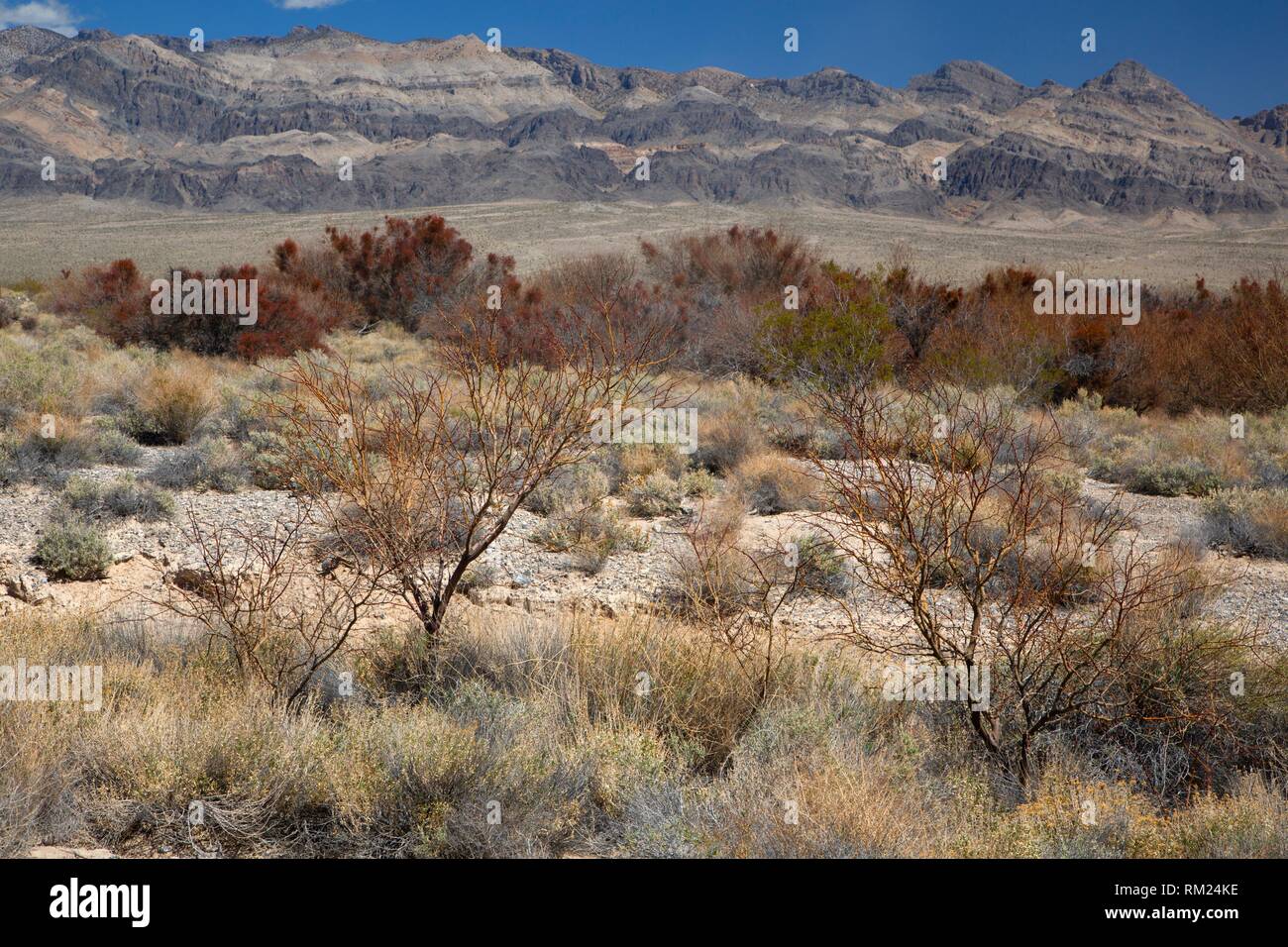 Zona ribereña a lo largo del desierto Bighorn Loop Trail, Desert National Wildlife Refuge, Nevada. Foto de stock