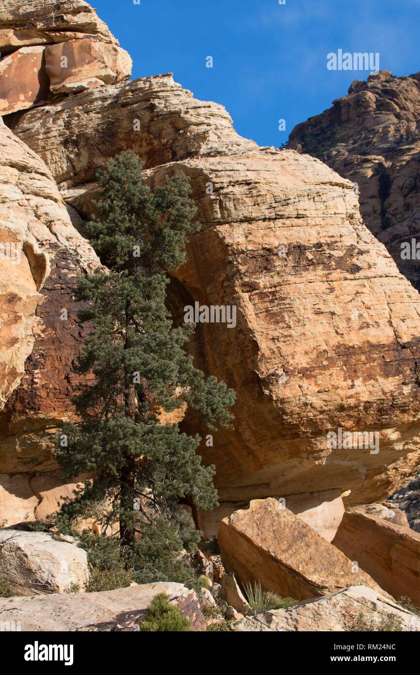 A lo largo de pino Lost Creek Trail, el Area de Conservación Nacional de Red Rock Canyon, en el estado de Nevada. Foto de stock