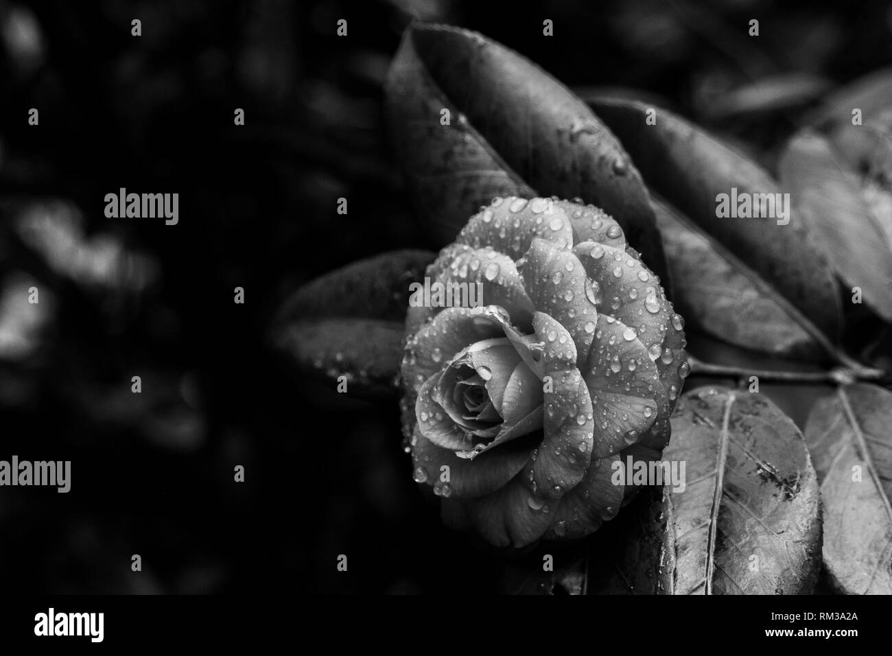 Un negro de alto contraste y qué de la camelia común en un día lluvioso. Foto de stock