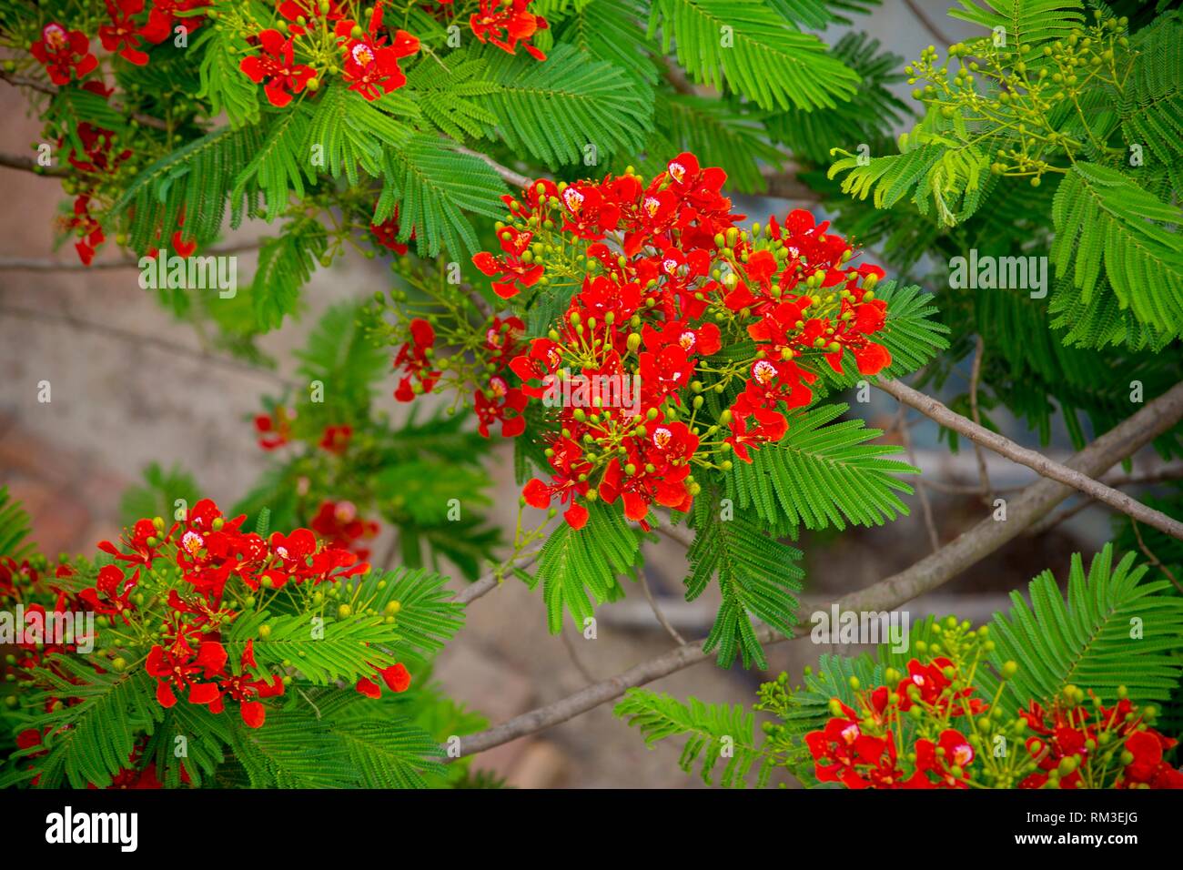 Krishnachura (Delonix regia) es una especie de planta con flores de la familia Fabaceae bean, es notable por su como hojas de helechos y ostentosa exhibición Foto de stock