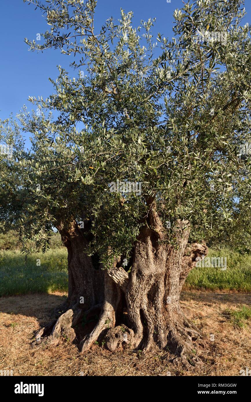 Olivar con algunos árboles de olivo milenario en los jardines del hotel rural Horta da Moura, Monsaraz, Reguengos de Monsaraz, Alentejo, Foto de stock