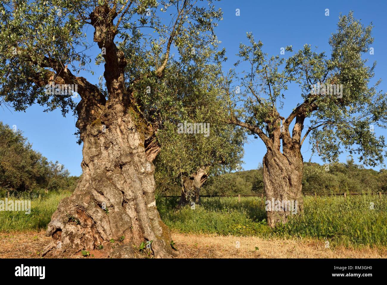 Olivar con algunos árboles de olivo milenario en los jardines del hotel rural Horta da Moura, Monsaraz, Reguengos de Monsaraz, Alentejo, Foto de stock