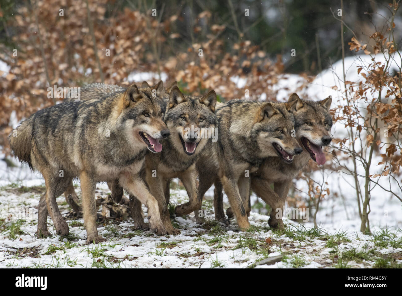 Manada de lobos (Canis lupus) en invierno bosque, Neuhaus, Baja Sajonia, Alemania Foto de stock