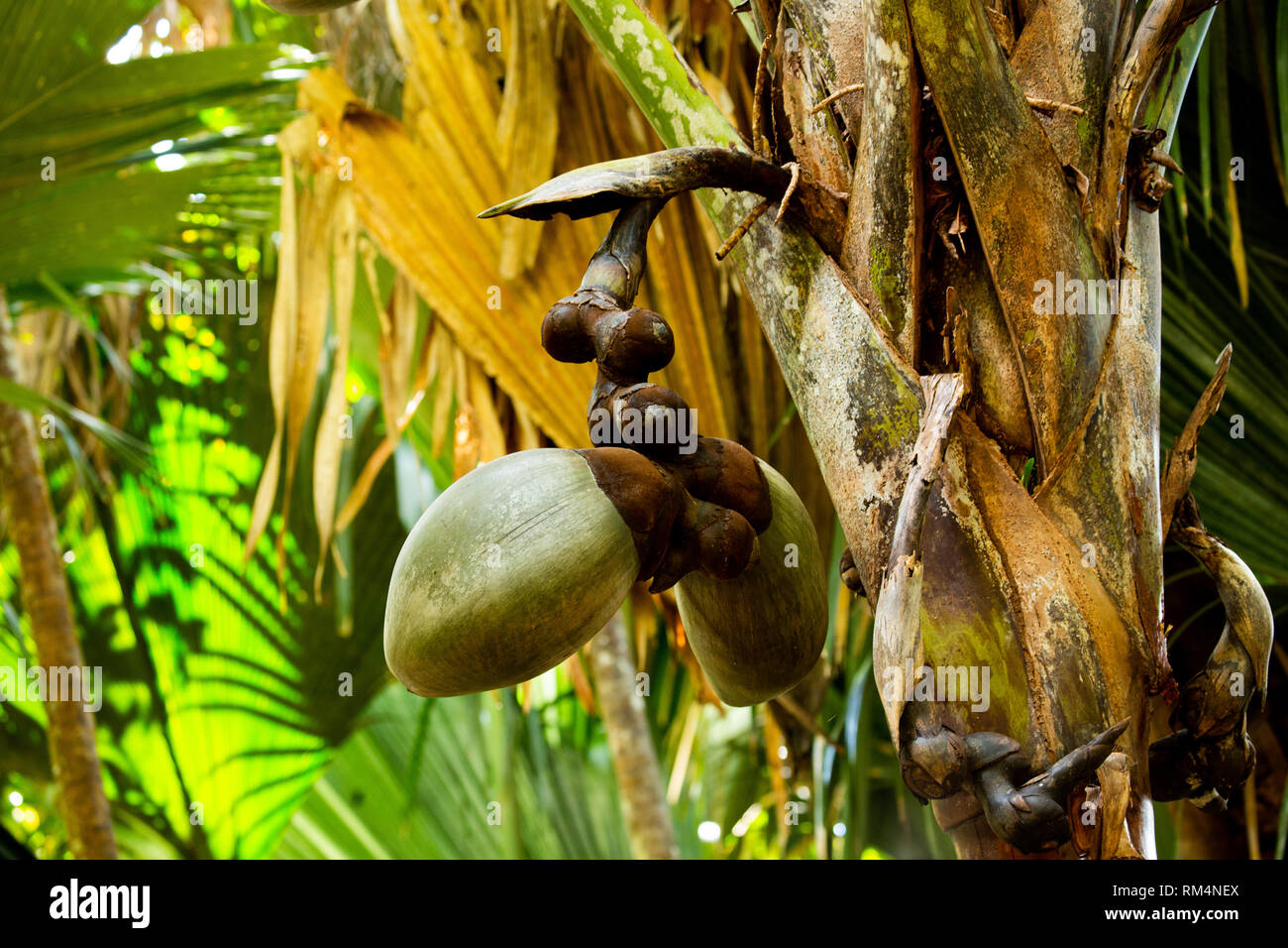 Coco de Mer semilla (Lodoicea maldivica). Este es el mayor y más pesado de semillas en el mundo. Puede pesar hasta 30 kilos. Fotografiado en el Seyche Foto de stock