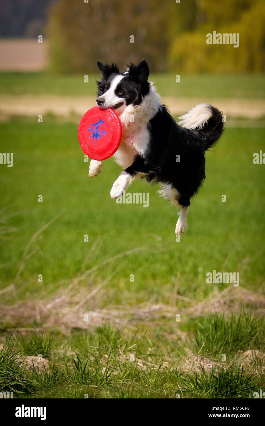 un dinámica perro atrapando un frisbee aire 30681661 Foto de stock en  Vecteezy