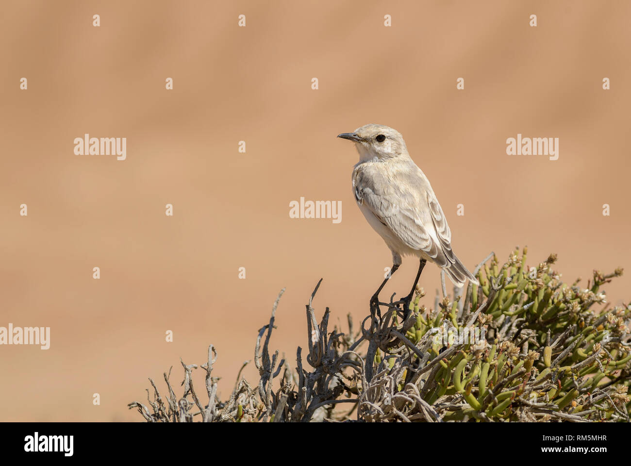 Chat - Cercomela Tractrac tractrac, hermoso donde se posan las aves desde el sur de África, el desierto de Namib, Walvis Bay, Namibia. Foto de stock