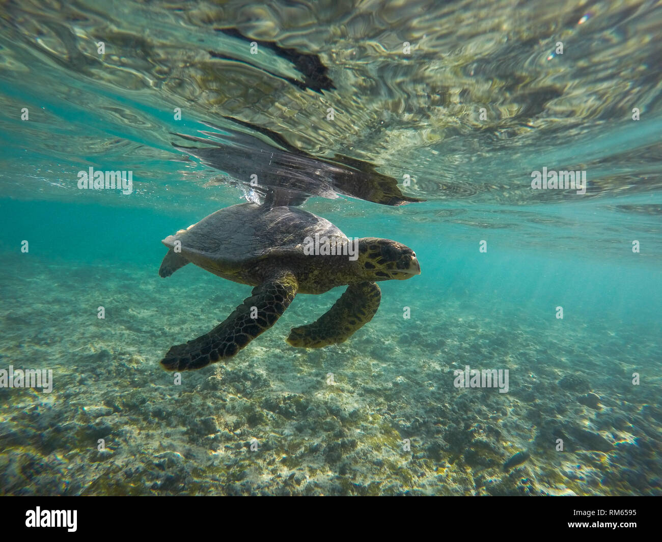 Tortuga carey (Eretmochelys imbricata). Sólo mujeres tortugas adultas llegan a la costa, hacerlo para poner sus huevos. Esta es la más pequeña de la marina t Foto de stock