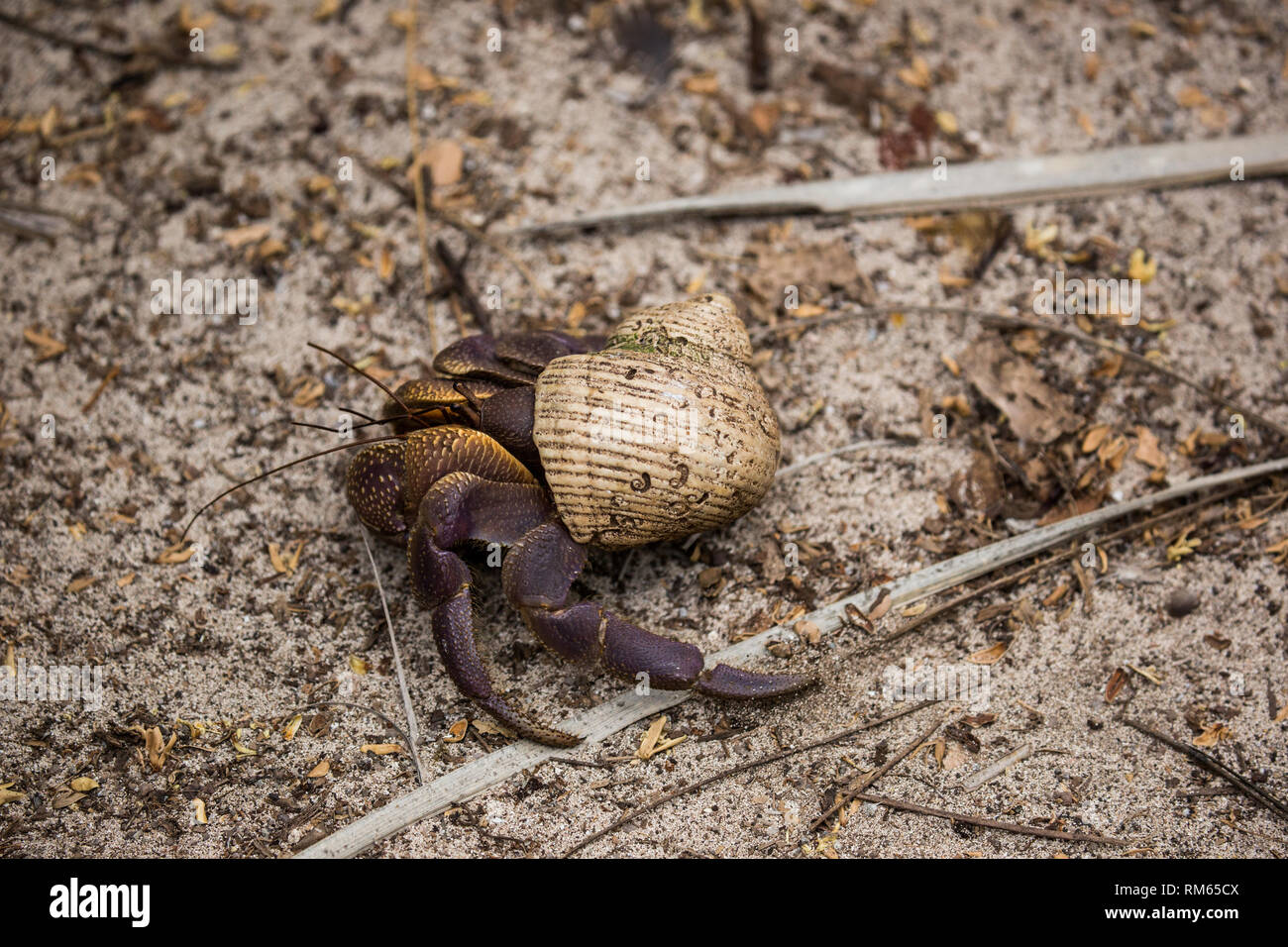 Cangrejo ermitaño en una shell en la playa. Fotografiado en Seychelles en Octubre Foto de stock