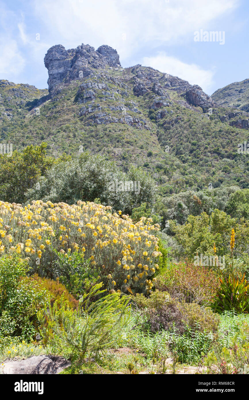 Vista de la parte posterior de Table Mountain, el Jardín Botánico de Kirstenbosch, Cape Town South Africa con vegetación de fynbos en primer plano Foto de stock