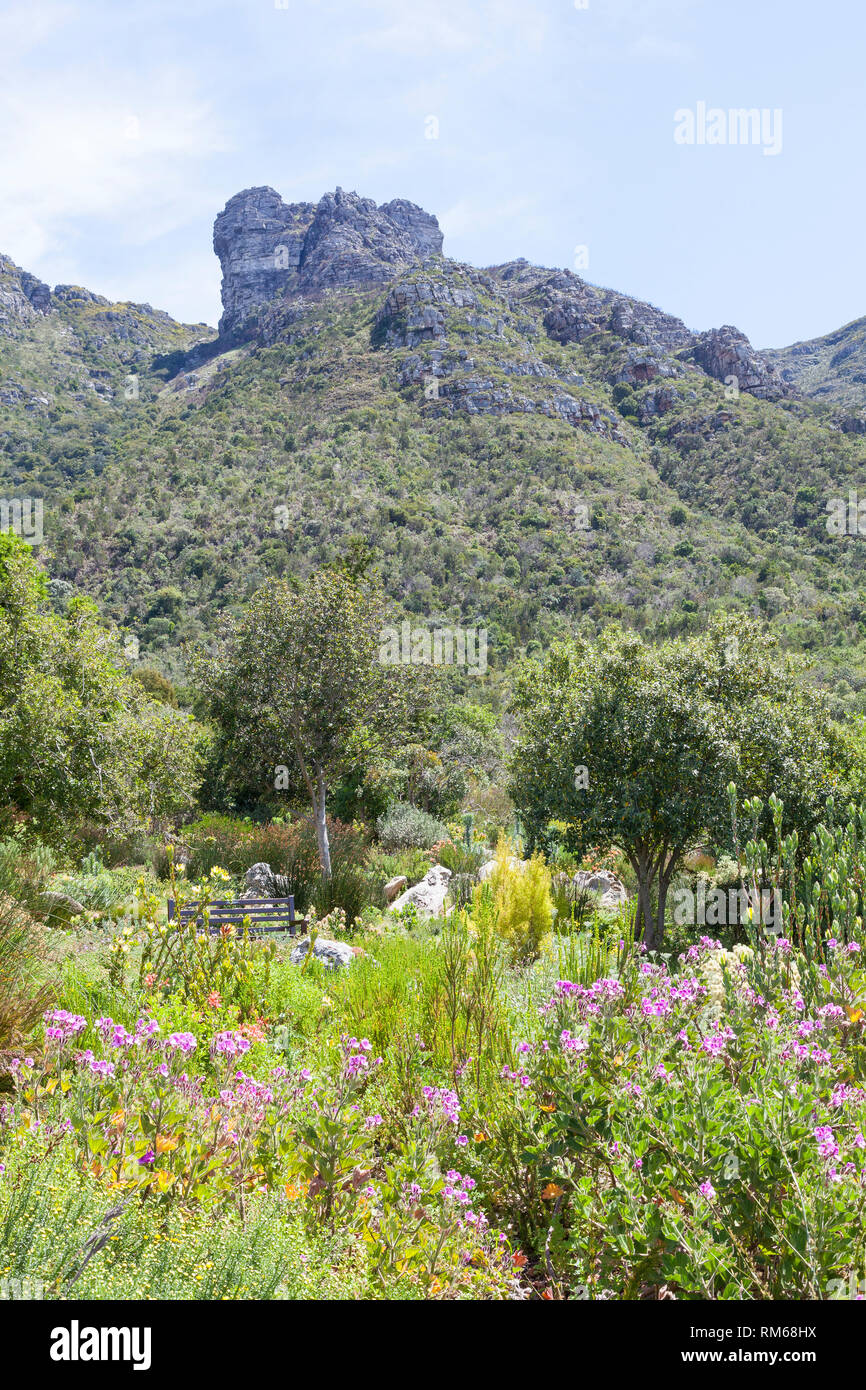 Vegetación de Fynbos en las laderas de la montaña Table Mountain, el Jardín Botánico de Kirstenbosch, Ciudad del Cabo, Western Cape, Sudáfrica. Foto de stock