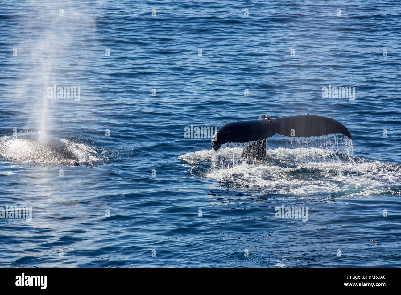Rorcual aliblanco (Balaenoptera bonaerensis). Esta ballena es encontrado en el hemisferio sur, pasar el invierno en aguas tropicales y migración Foto de stock