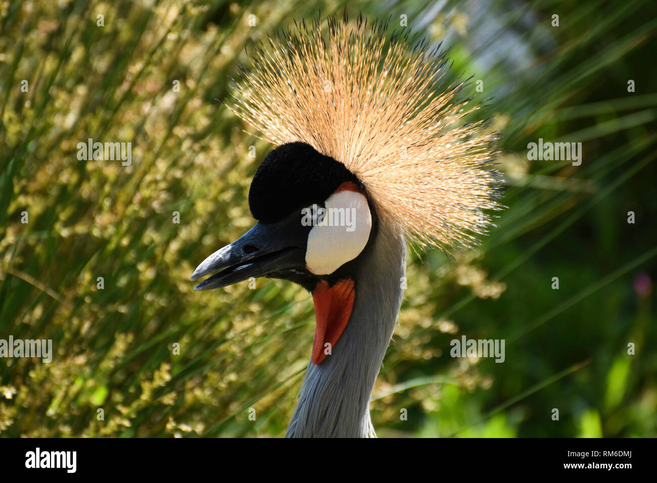 Peinado afro pájaro fotografías e imágenes de alta resolución - Alamy