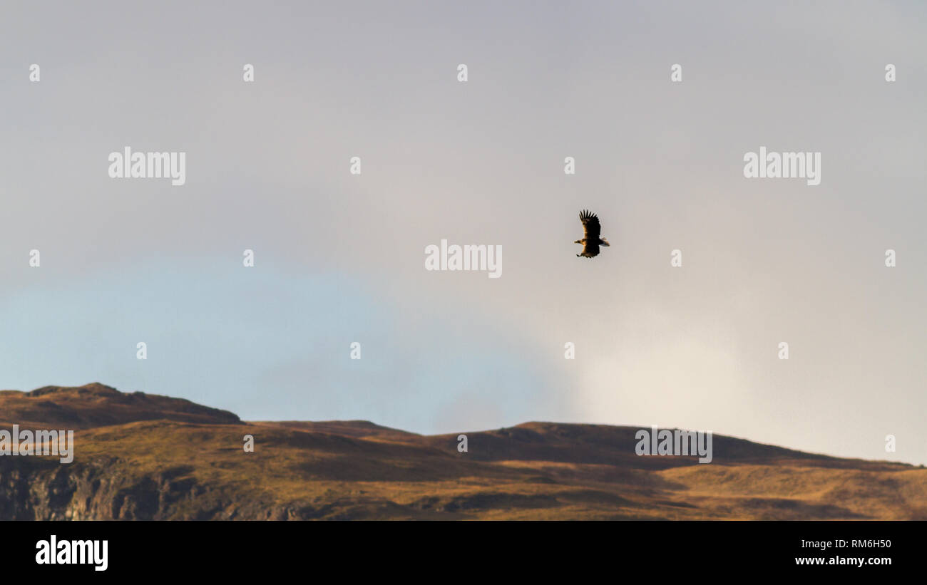 Águila de Mar de cola blanca (Haliaeetus albicilla) volando sobre los acantilados arriba Carsaig en la isla de Mull, Escocia Foto de stock