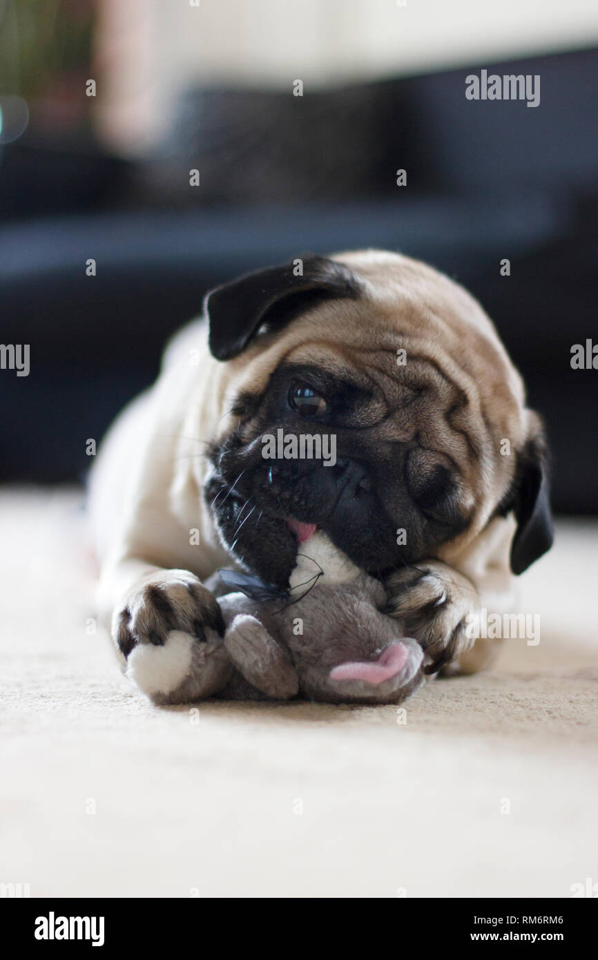 Funny pug perro jugando con un peluche de ratón Foto de stock