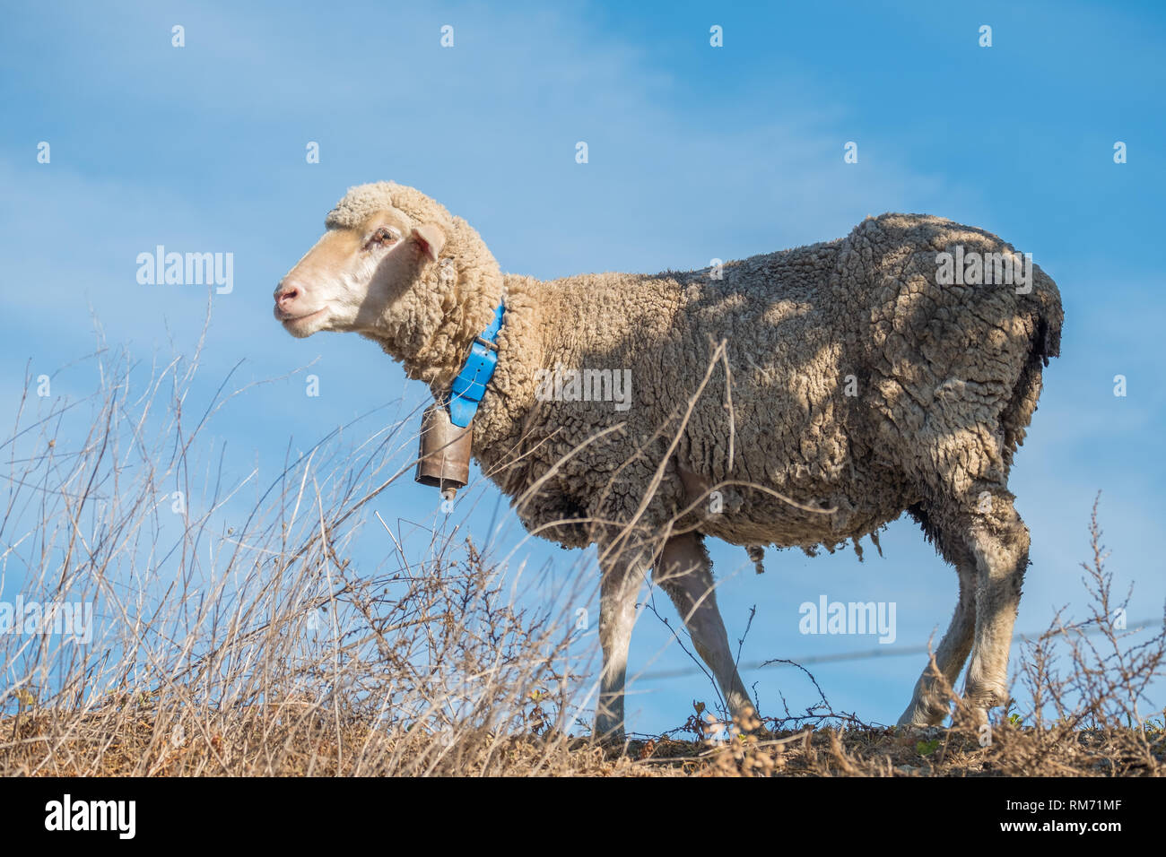 Cencerros y ovejas 