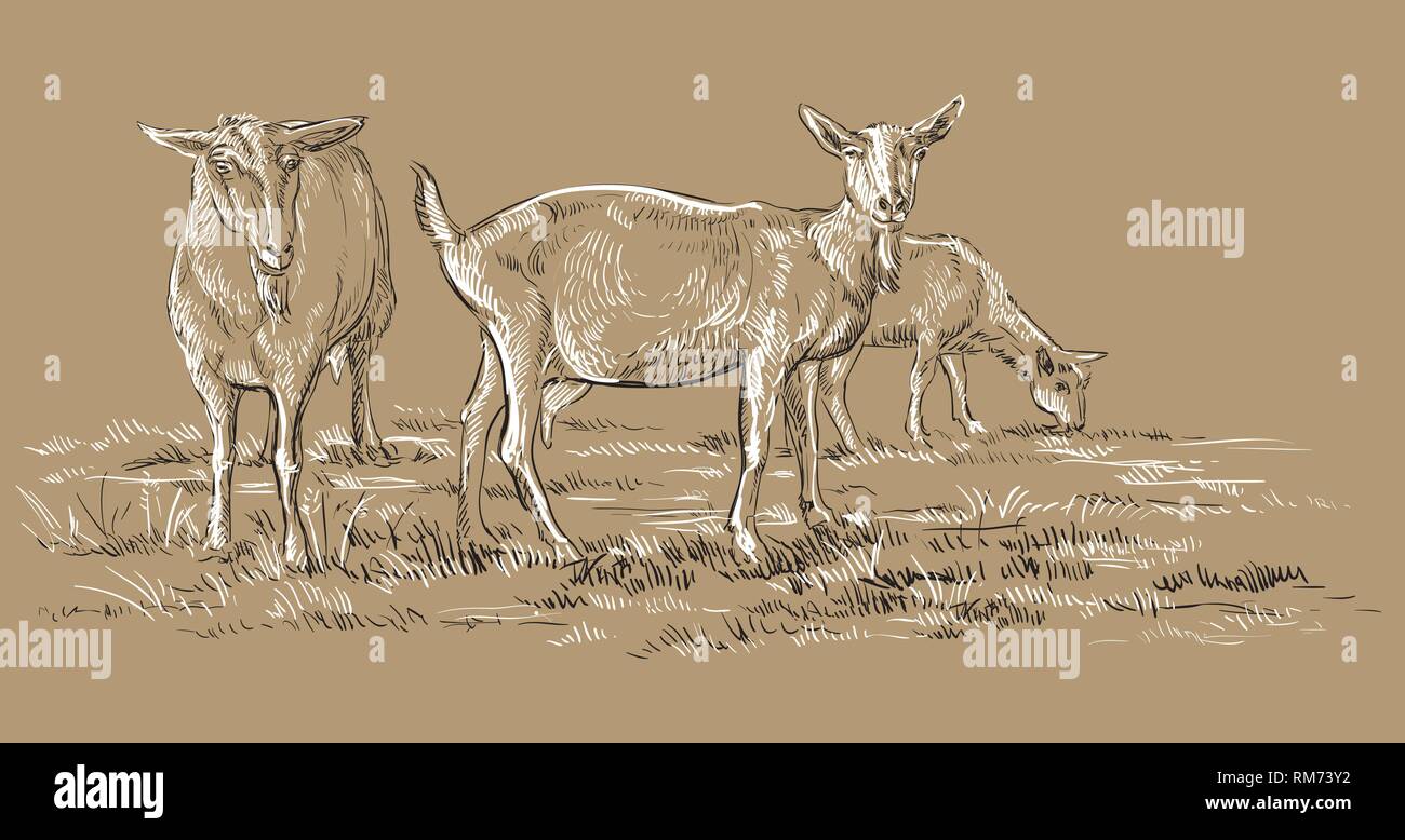 Dibujo a mano ilustración vectorial cabras en la pastura de pie en el perfil. Monocromo de dibujo a mano alzada dibujo vectorial ilustración en colores blanco y negro Ilustración del Vector