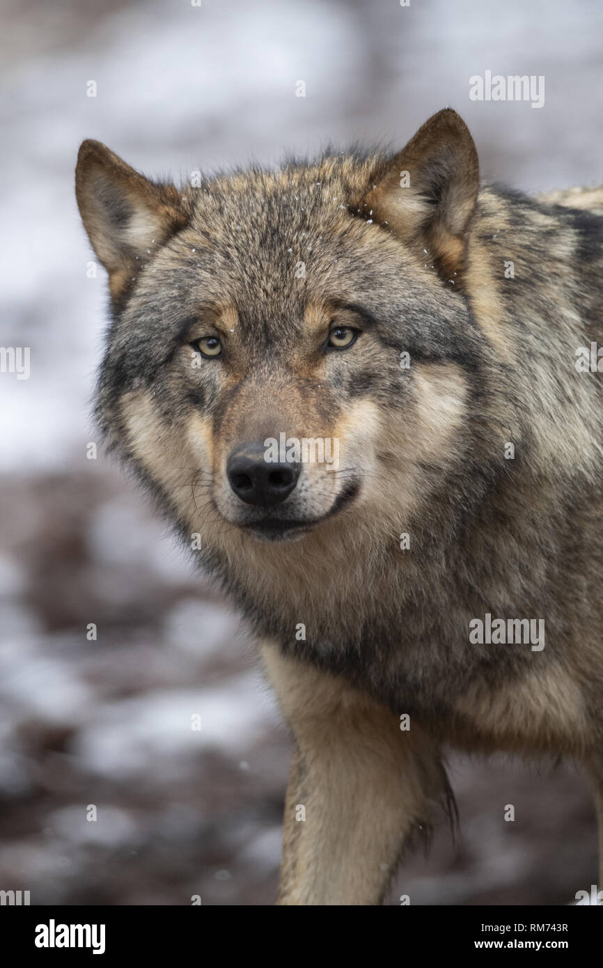 El lobo (Canis lupus) en invierno, Neuhaus, Baja Sajonia, Alemania Foto de stock