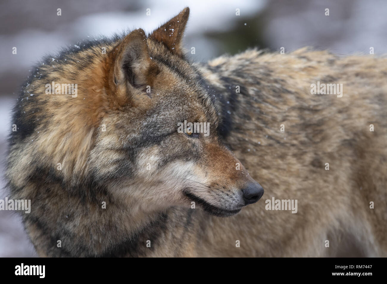 El lobo (Canis lupus) en invierno, Neuhaus, Baja Sajonia, Alemania Foto de stock