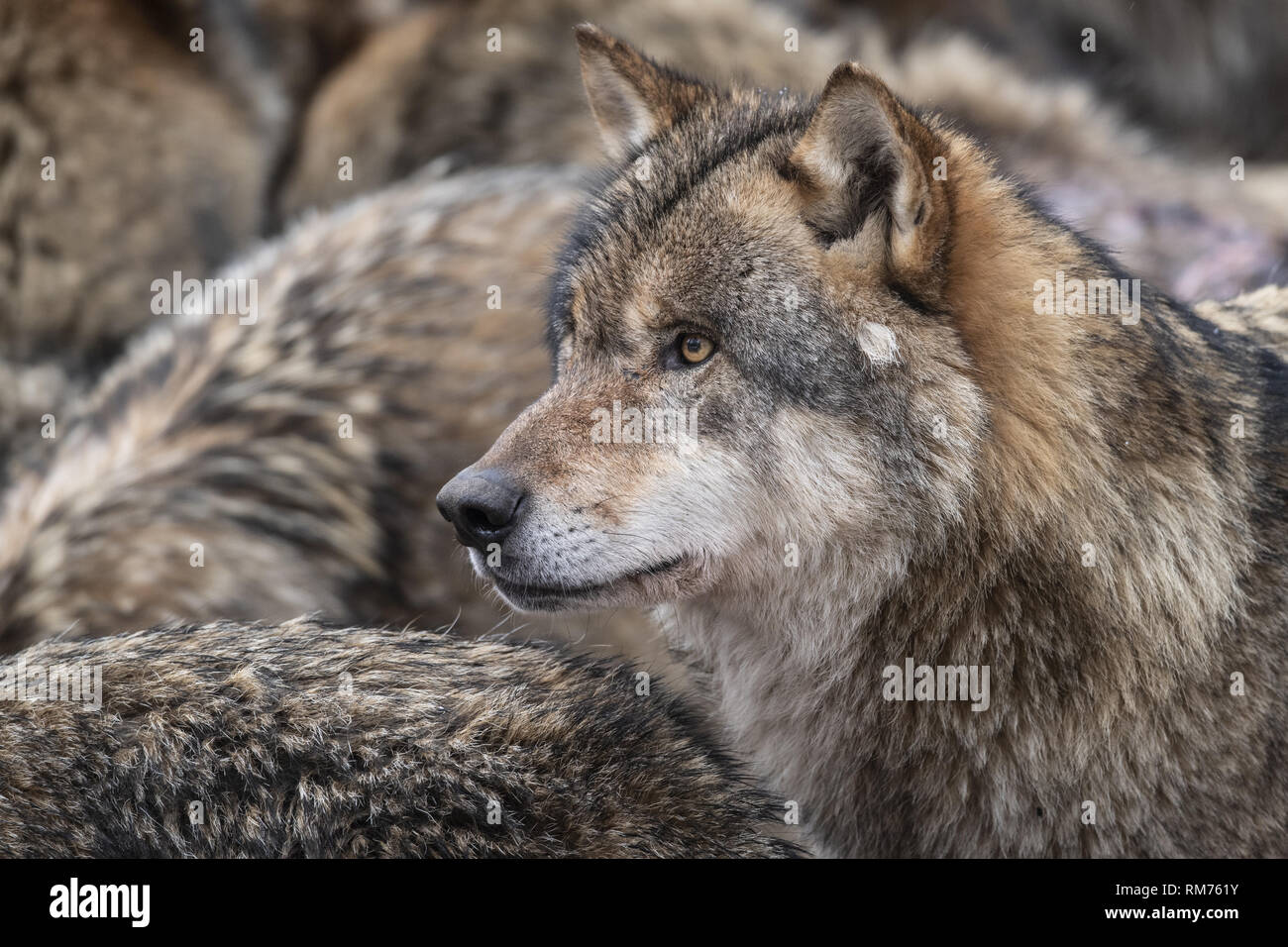 Un lobo cerca de una manada de lobos (Canis lupus) en invierno bosque, Neuhaus, Baja Sajonia, Alemania Foto de stock