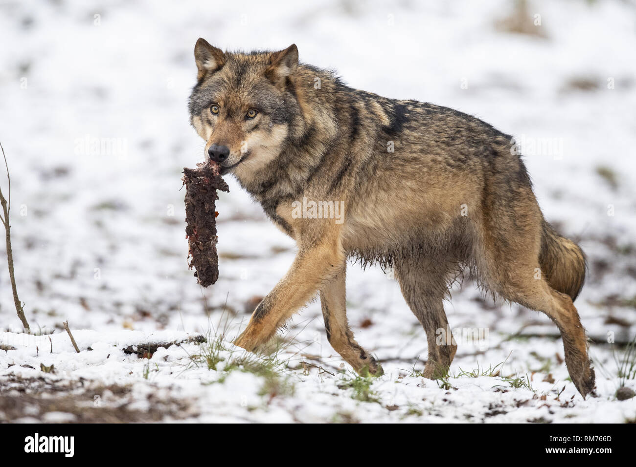 El lobo (Canis lupus) con la presa, en invierno, Neuhaus, Baja Sajonia, Alemania Foto de stock