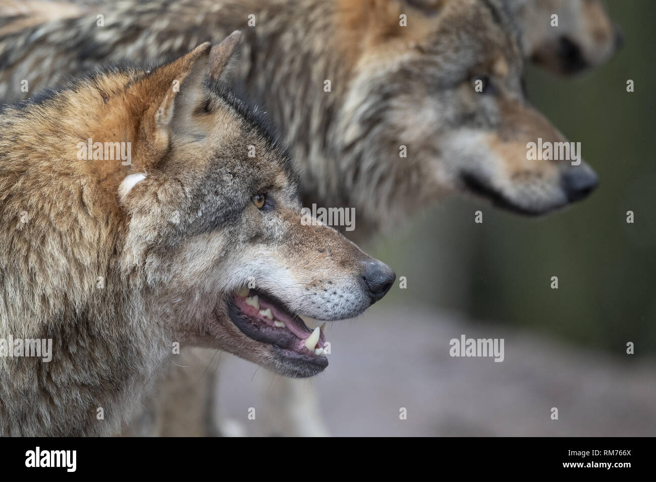 Un lobo cerca de una manada de lobos (Canis lupus) en invierno bosque, Neuhaus, Baja Sajonia, Alemania Foto de stock