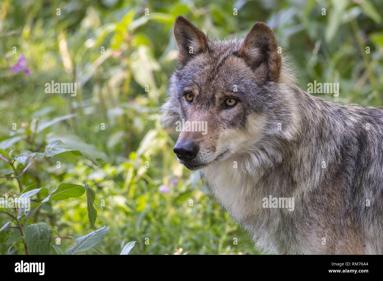 El lobo (Canis lupus) En verano, Neuhaus, Baja Sajonia, Alemania Foto de stock