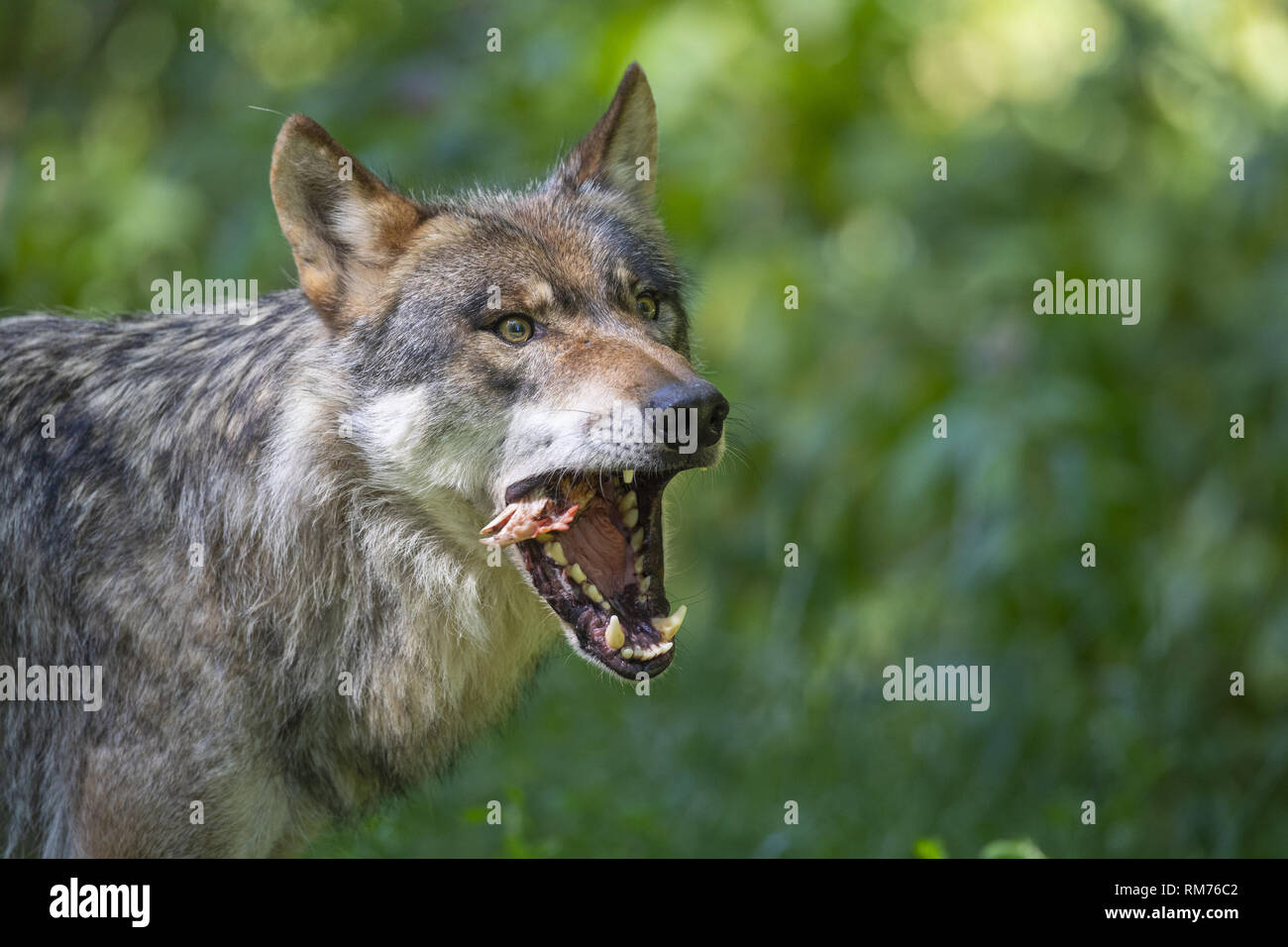 El lobo (Canis lupus) con la presa en verano, Neuhaus, Baja Sajonia, Alemania Foto de stock