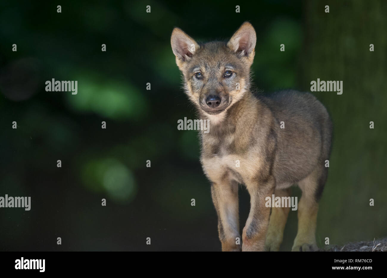El lobo (Canis lupus) pup en verano, Neuhaus, Baja Sajonia, Alemania Foto de stock