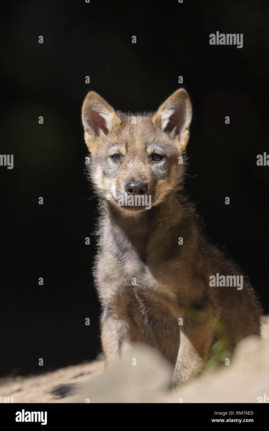 El lobo (Canis lupus) pup en verano, Neuhaus, Baja Sajonia, Alemania Foto de stock