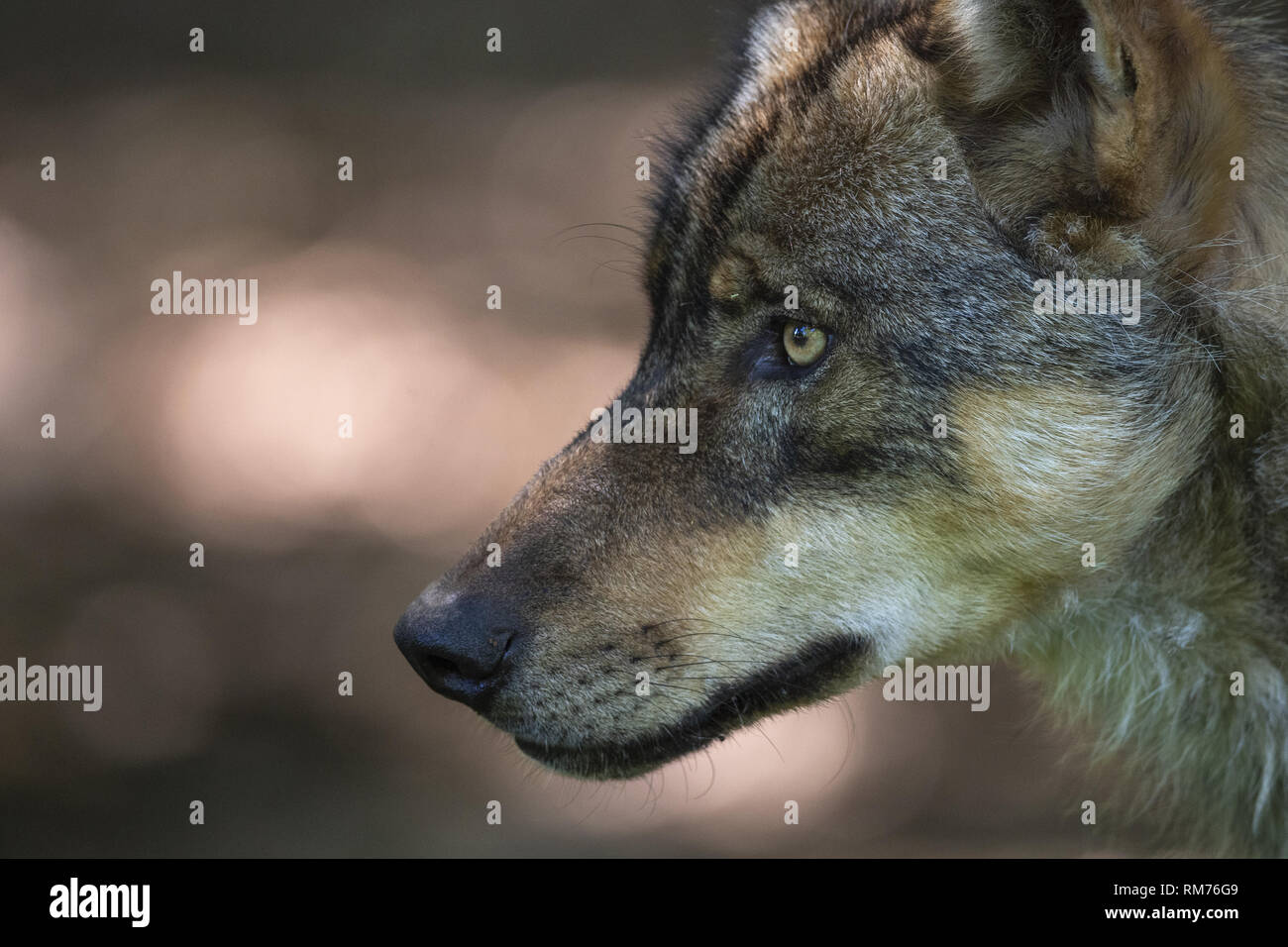 El lobo (Canis lupus) En verano, Neuhaus, Baja Sajonia, Alemania Foto de stock