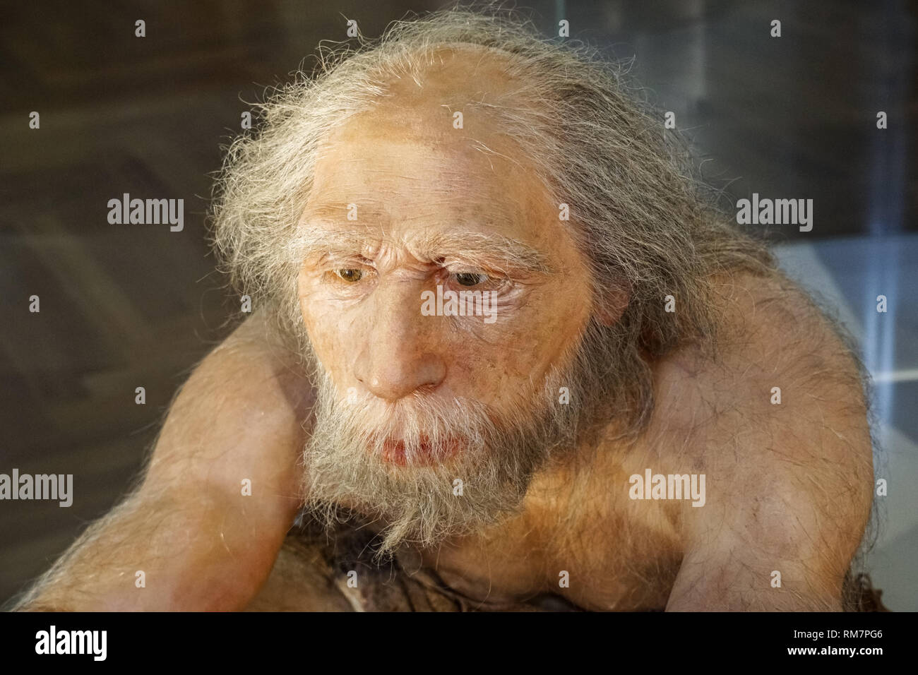 Reconstrucción de Neandertal adulto macho en el Museo de Historia Natural de Viena, Austria Foto de stock