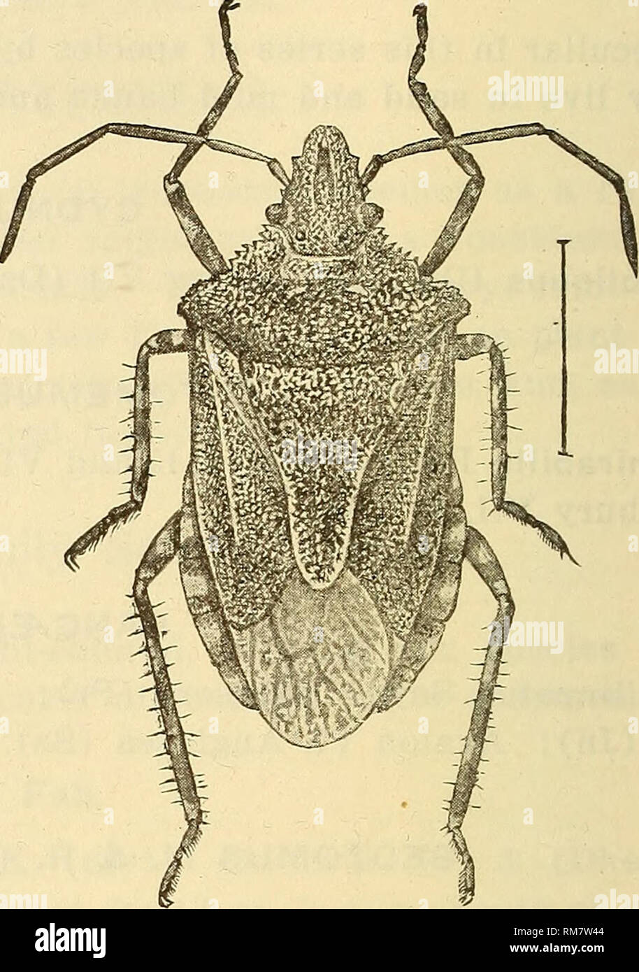 Informe anual, incluido un informe de los insectos de Nueva Jersey, 1909. .  Fig. 57.-Un árbol-bug, Brochymena arborea; la parte superior y bajo la  superficie. B. arborea decir. En todo el
