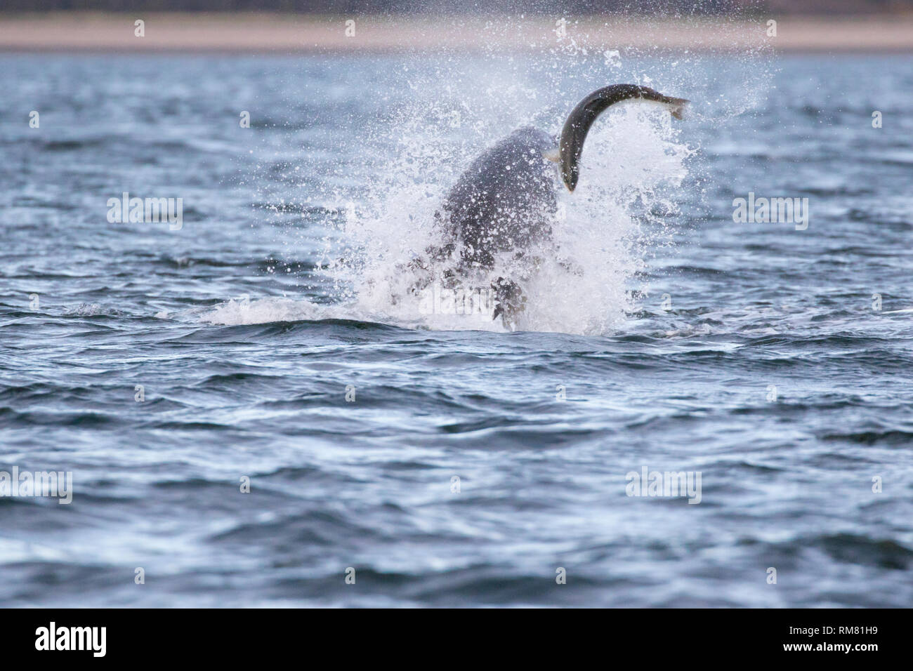 El delfín mular (Tursiops truncatus) persiguiendo/caza un salmón en el Moray Firth, punto Chanonry, Scotland, Reino Unido Foto de stock