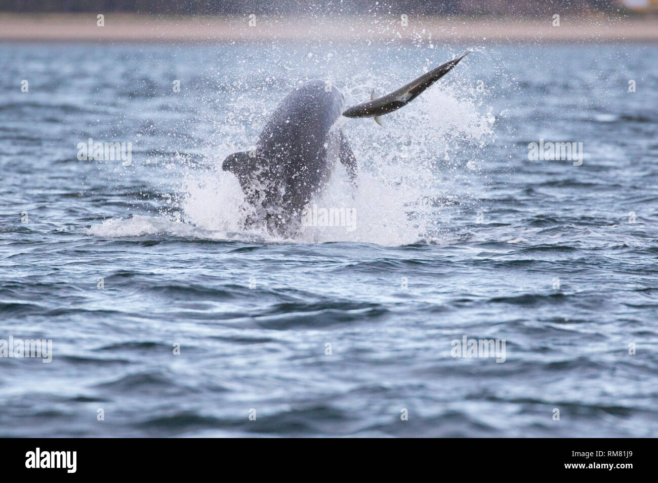 El delfín mular (Tursiops truncatus) persiguiendo/caza un salmón en el Moray Firth, punto Chanonry, Scotland, Reino Unido Foto de stock