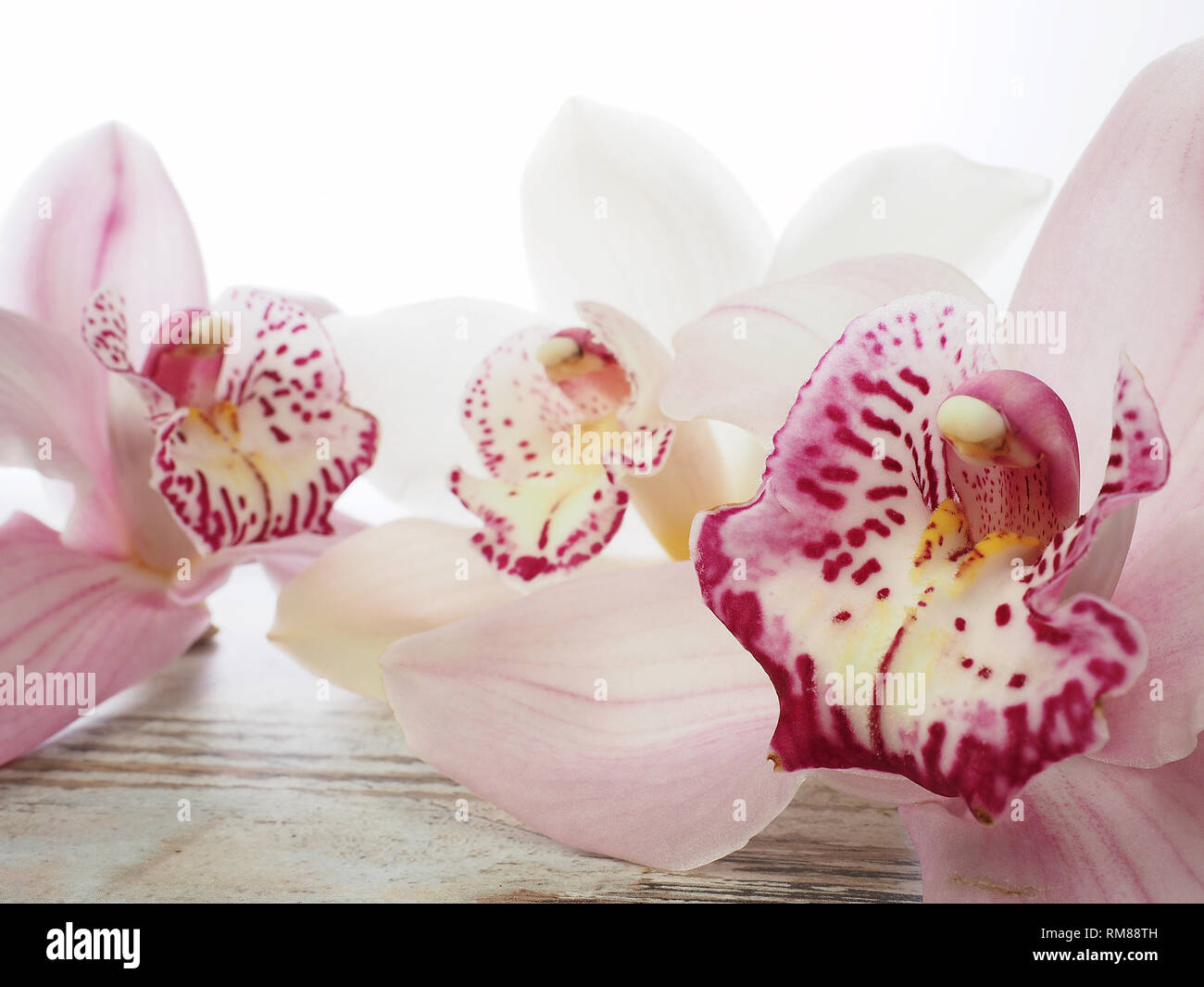 Cymbidium flores orquídeas frescas Foto de stock