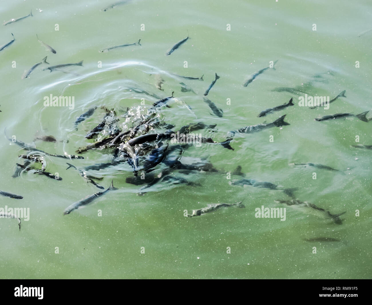 Fish Fry atacaron a los alimentos y bullendo en el estanque. Fish Fry atacaron a los alimentos y bullendo en el estanque. Foto de stock