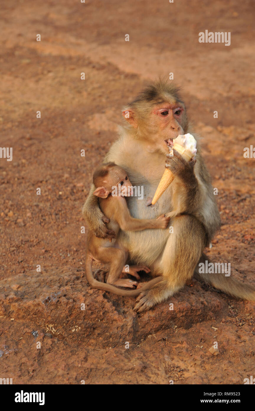 Mono comiendo Helado, Panchgani, Maharashtra, India, Asia Foto de stock