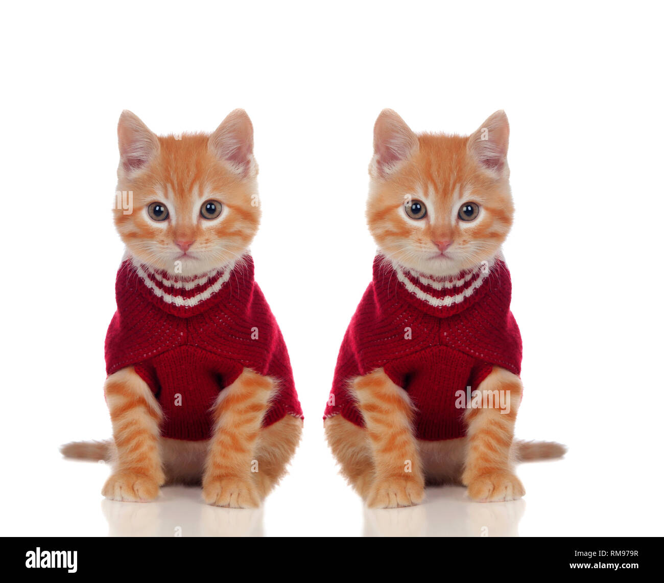 Dos hermosos gatos, uno rojo y el vestido sin ropa otherone aislado sobre  un fondo blanco Fotografía de stock - Alamy