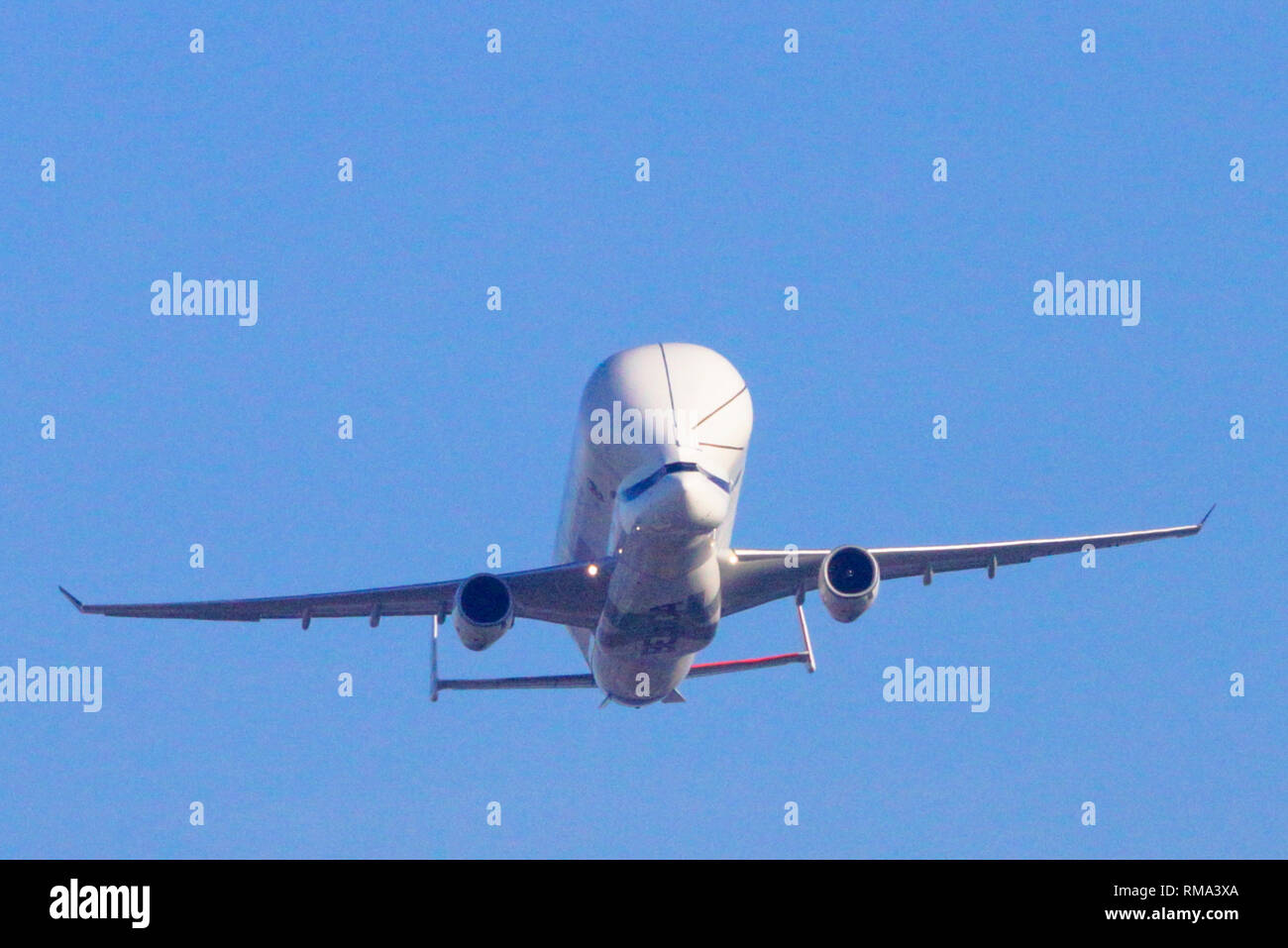 Filton, Bristol, Reino Unido. 14 de febrero de 2019. El Airbus Beluga XL es  un plan de transporte gigante que se utilizará para transportar alas de  Airbus entre plantas de producción europeas.