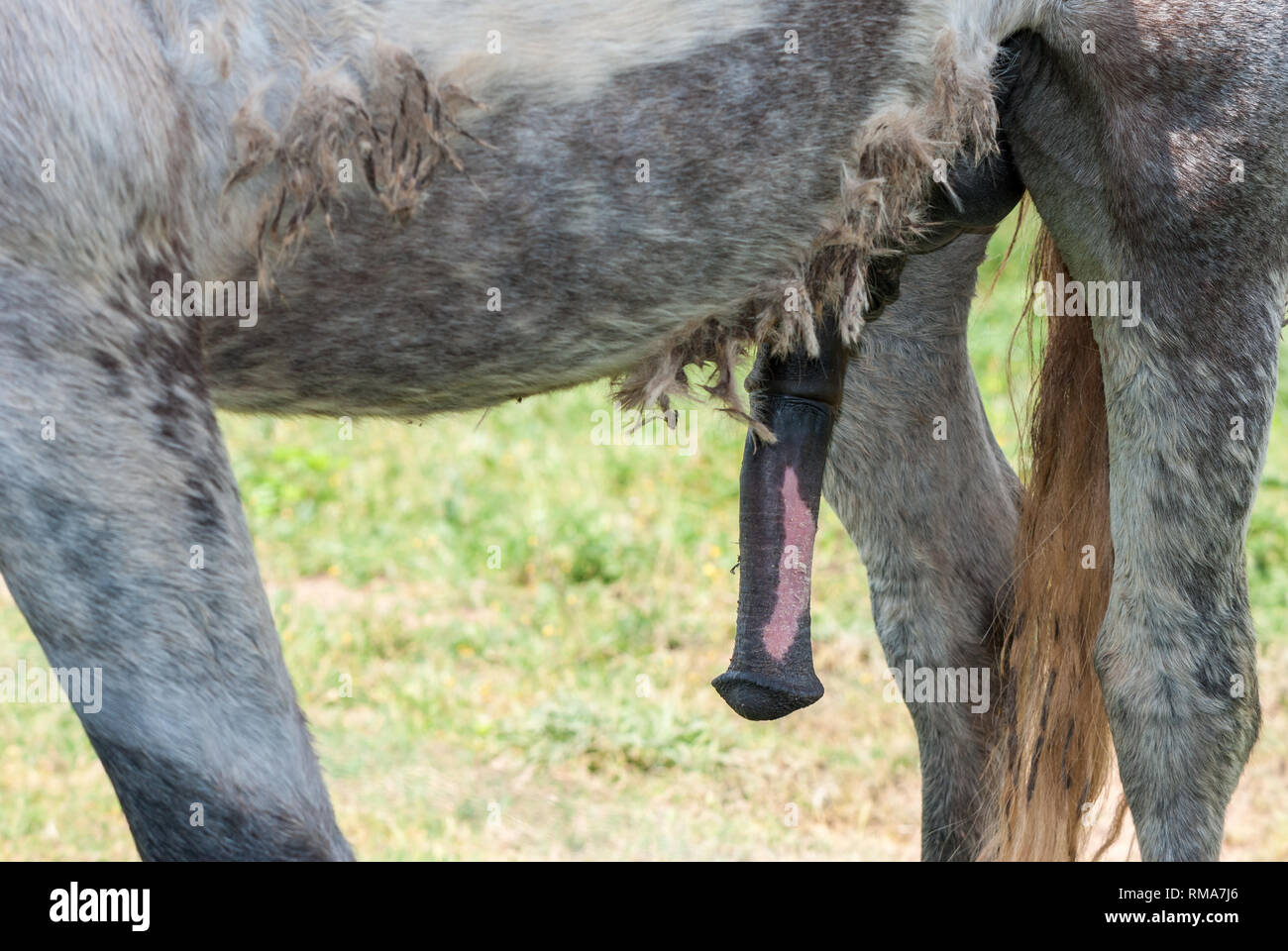 Camargue caballo con el pene erecto Fotografía de stock - Alamy