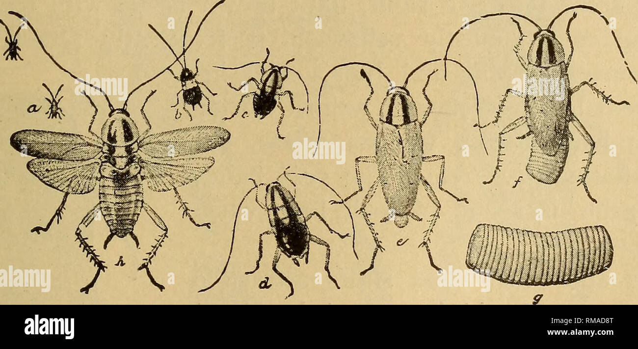 Informe anual. Estado de Nueva York; el Museo de la ciencia; la ciencia.  Las moscas y otros insectos domésticos 39 medidas de control. Casas  infestadas pueden borrarse de estas plagas más