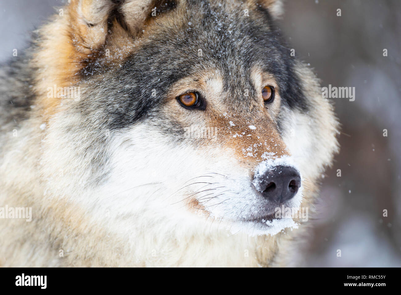 Close-up retrato de un magnífico lobo en el frío invierno Foto de stock
