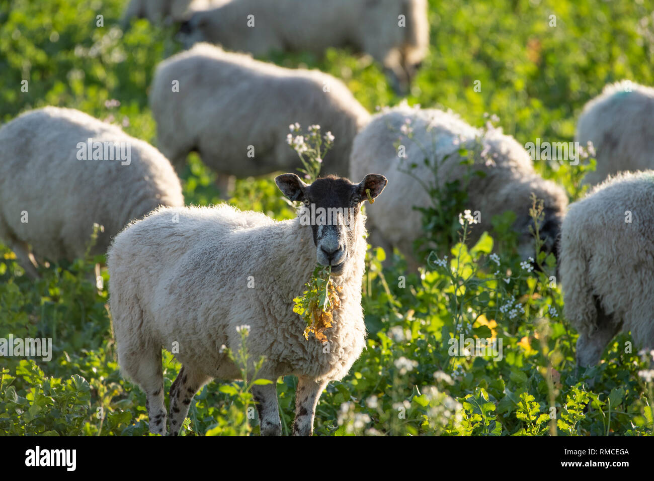 Mule ovejas alimentarse de nabos rastrojo cerca de Milton, Oxfordshire. Foto de stock
