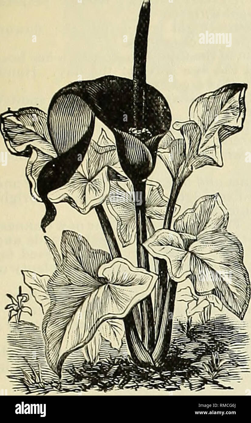 Ilustrado anual y catálogo descriptivo de nuevo, raras y hermosas