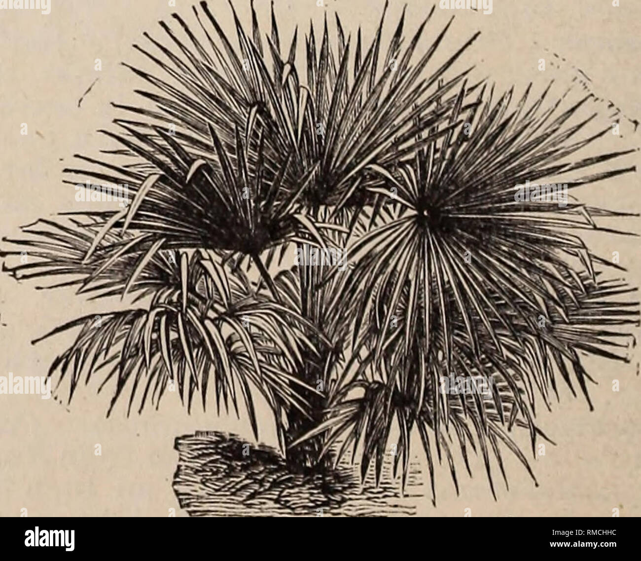Ilustrado anual y catálogo descriptivo de nuevo, las plantas raras y  hermosas. Los catálogos de plantas tropicales; viveros Catálogos de  Florida. COCOS NUCIFERA. ARENGA SACCHARIFERA. Desde la India. (El Sugar  Palm )