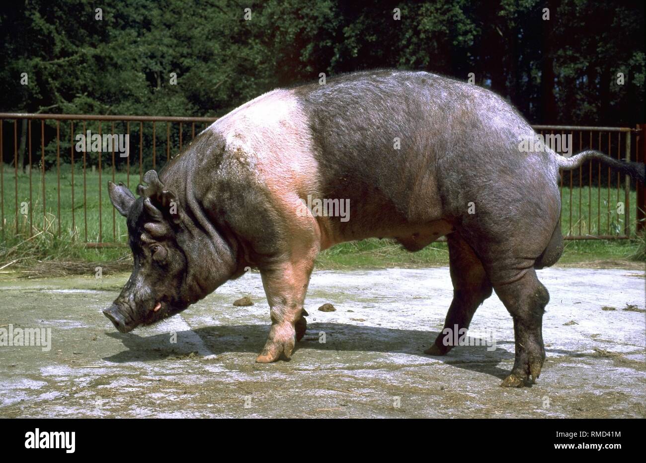 El Hampshire cerdos se caracteriza por una excelente calidad de carne y