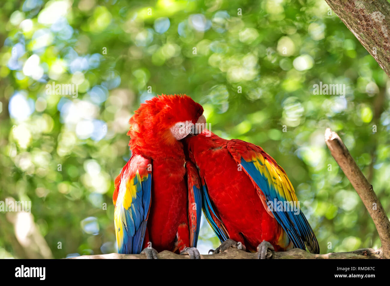 Linda pareja de loros o aves, guacamayas o ara con rojo, amarillo y azul,  plumas, plumaje, sentarse sobre la rama de un árbol con hojas verdes día  soleado en bokeh de fondo